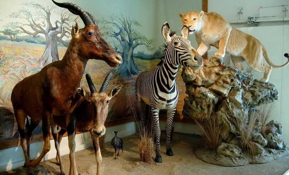 5 Yıldır Açılamayan Müze!