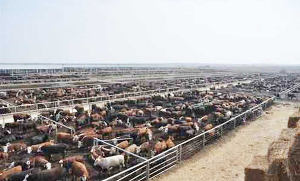 Angus Kokusuna Hayir!