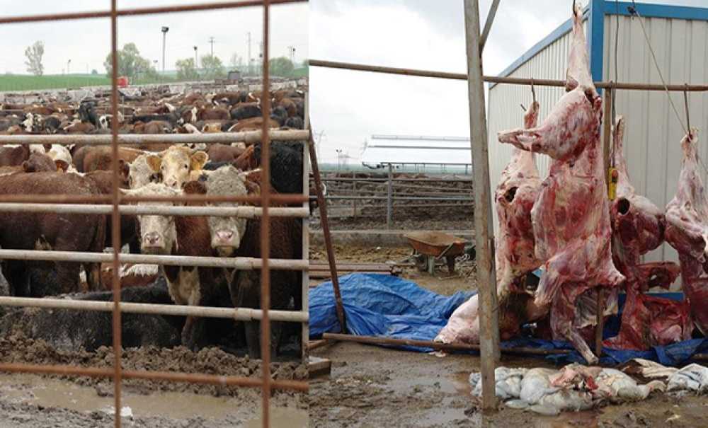 Angus Kokusuna Karşı; Çorlu Çed Toplantisina Odaklandi