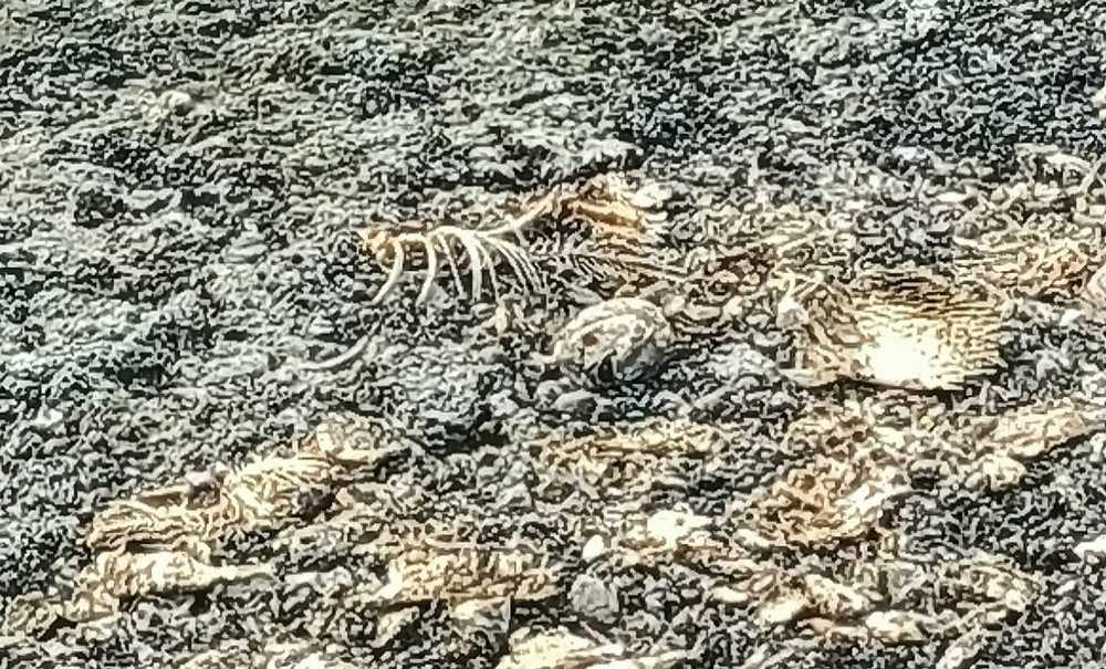 Barajlardaki Balık Ölümleri Dikkat Çekiyor