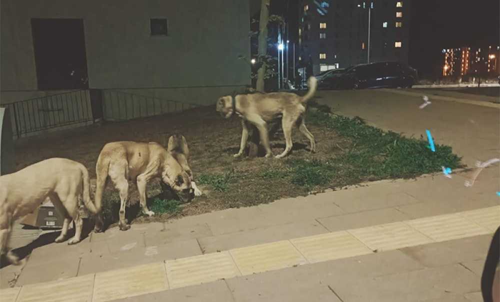 Başıboş Köpekler Korku Saçıyor