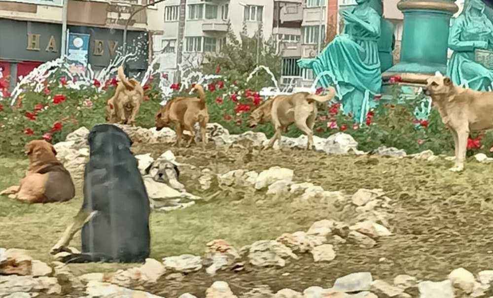 Başıboş Köpekler Parları Mesken Tuttu