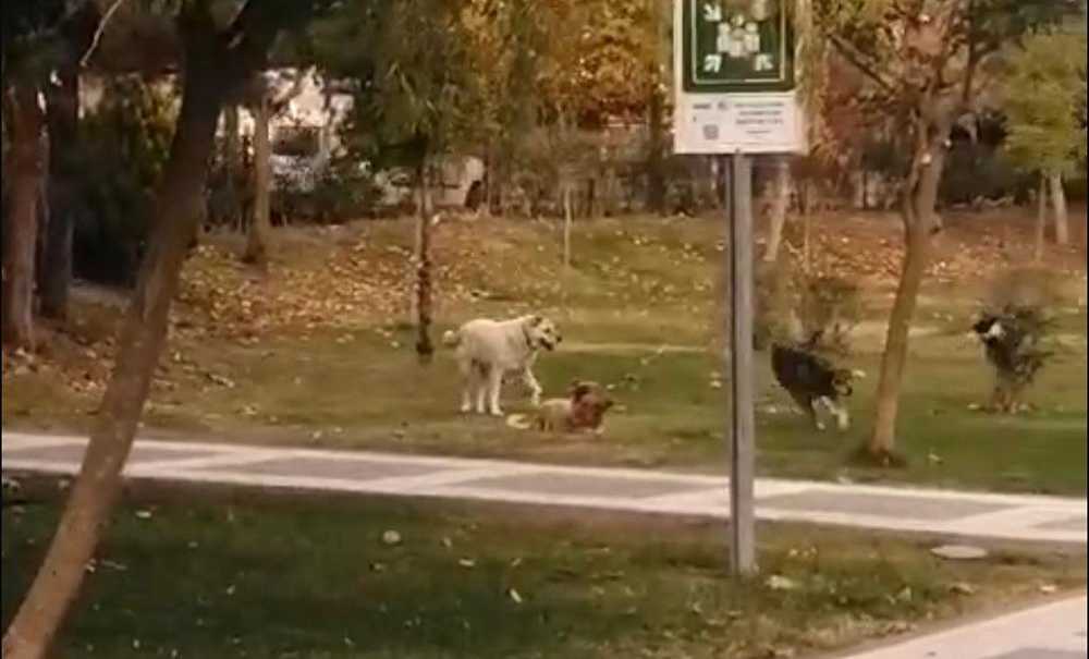 Başıboş Köpekler Parları Mesken Tuttu