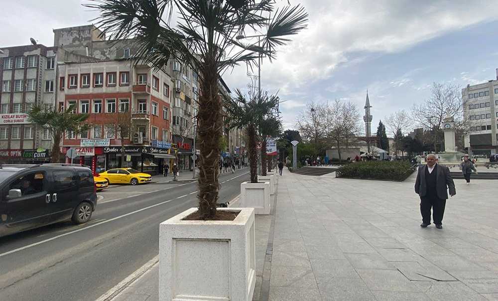 Belediyeden Meydana Palmiye Dokunuşu!