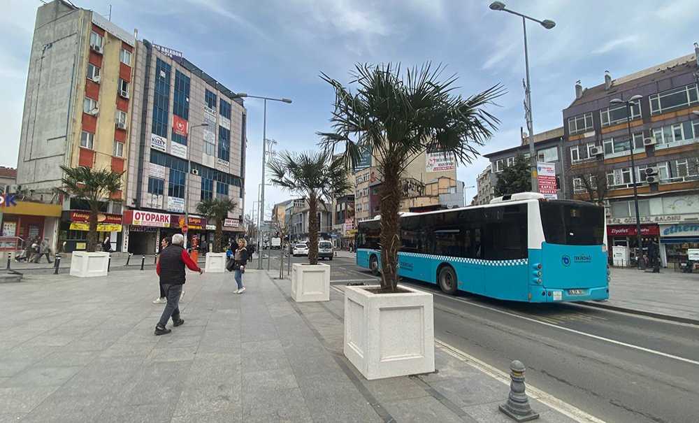 Belediyeden Meydana Palmiye Dokunuşu!