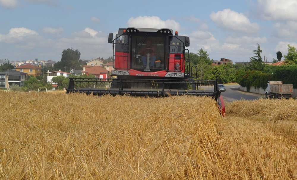 Buğday Fiyatı Açıklandı, Çiftçi Memnun Kalmadı
