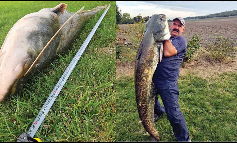 Çorlu'da Dev Yayın Balığı Yakalandı, 1 Metre 81 Santim, 70 Kilo