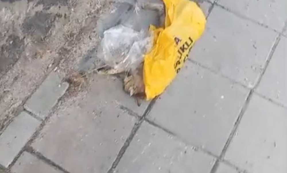 Çorlu'da Kedi Katliamı!
