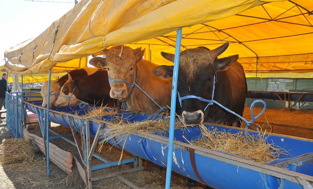 Çorlu'da Kurban Pazarı Açıldı