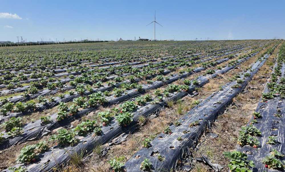 Ergene'de Lavanta Ve Çilek Tarlası Yeniden Hizmette