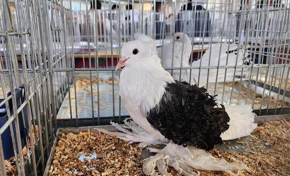 Evcil Kanatlılar Festivali Pazar Günü Başlıyor