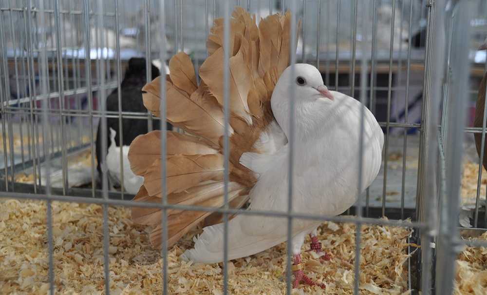 Evcil Kanatlılar Festivali Pazar Günü Başlıyor