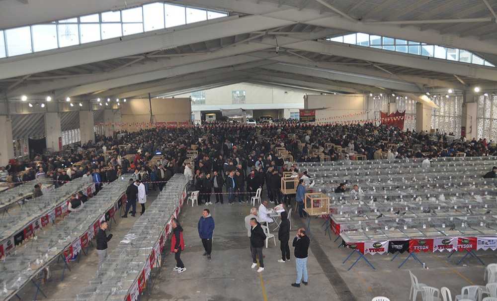 Evcil Kanatlılar Festivali Pazar Günü Başlıyor