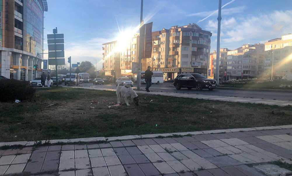 Gelişigüzel Yiyecek Atılması Tepki Çekiyor