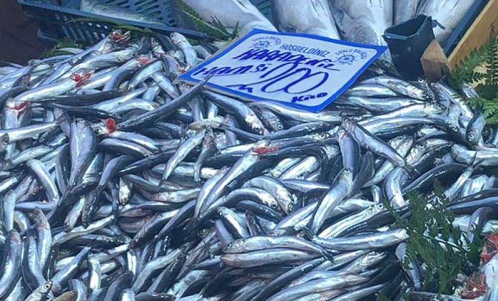Hamsi Fiyatları Cep Yakıyor