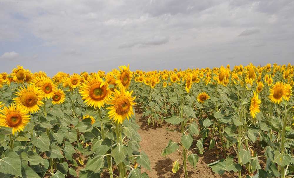Hasat Öncesi̇ Ayçi̇çeği̇ Üreti̇ci̇si̇ni̇ Koruyacak Adım