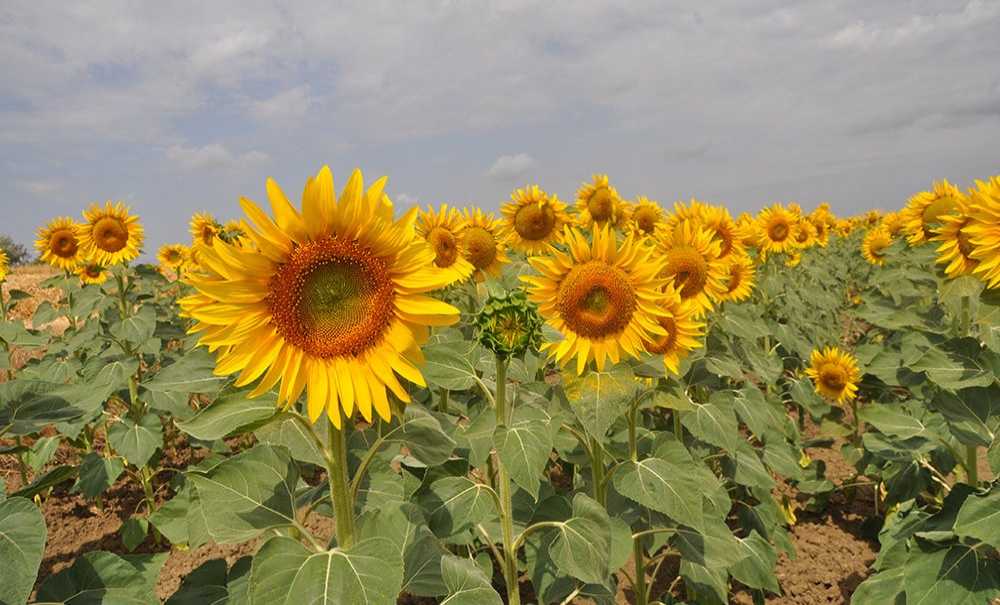 Hasat Öncesi̇ Ayçi̇çeği̇ Üreti̇ci̇si̇ni̇ Koruyacak Adım