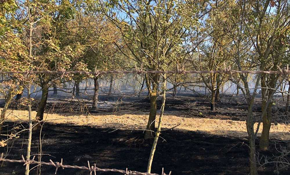 Hatıra Ormanında Korkutan Yangın