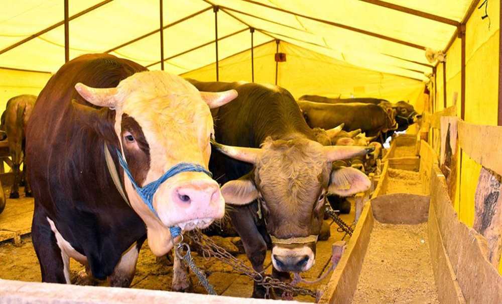 Hayvan Alım Satımı Yasaklandı