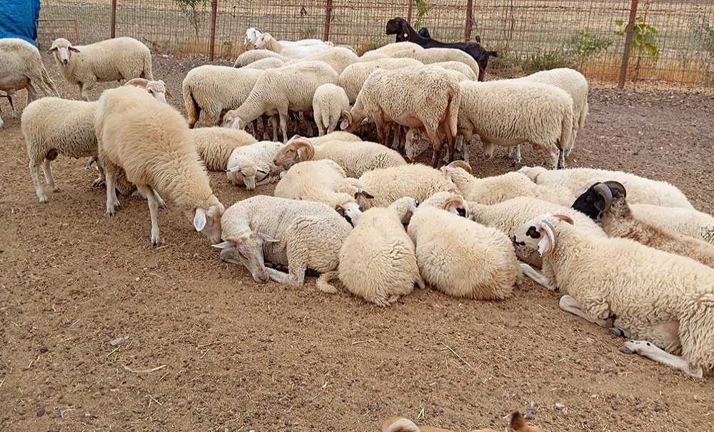 Hayvan Alım Satımı Yasaklandı