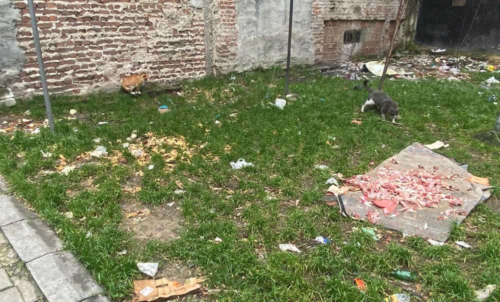 Hayvan Sevgisi Çevreyi Kirleterek Gösterilmez