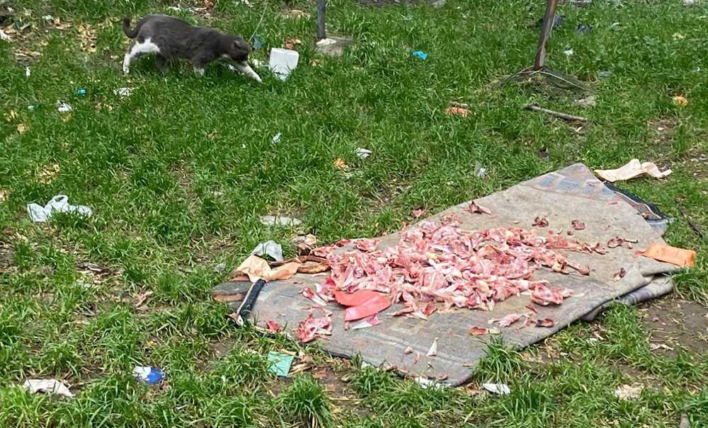 Hayvan Sevgisi Çevreyi Kirleterek Gösterilmez