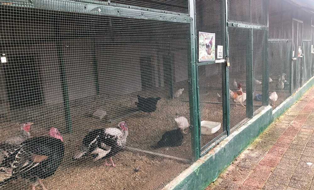 Hayvanat Bahçesi Çorlu'ya Yakışmıyor