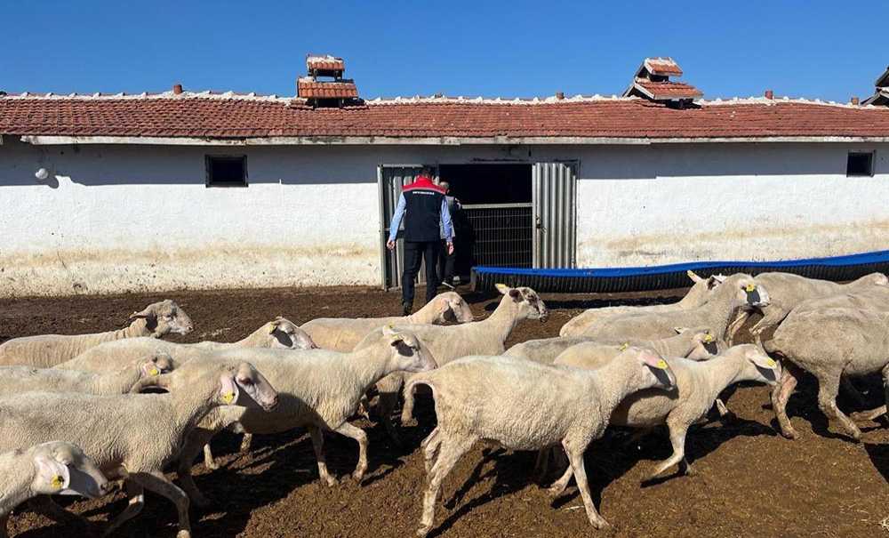 Hayvancılığın Geliştirilmesi İçin Çalışmalar Sürüyor