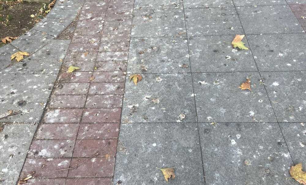 Kaldırımların Üzeri Kuş Pisliğinden Geçilmiyor
