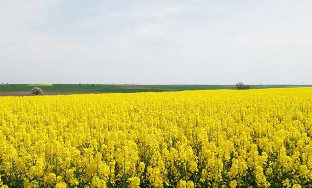 Kuraklık Nedeniyle Ekilen Kanolalar Bozuluyor