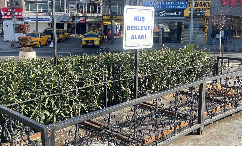 Kuş Besleme Alanında İstenmeyen Görüntüler