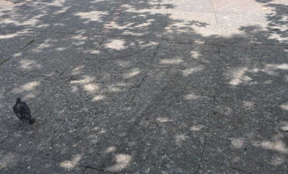 Kuş Pislikleri Tepki Çekiyor