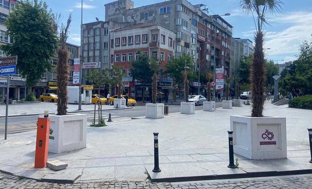 Palmiye Ağaçları Kurumaya Başladı