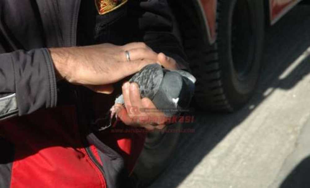 İtfaiyeden Güvercin Operasyonu