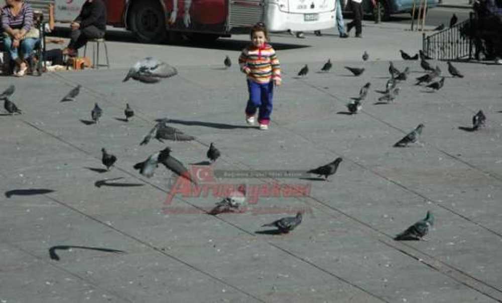 Çocukların Güvercin Sevgisi