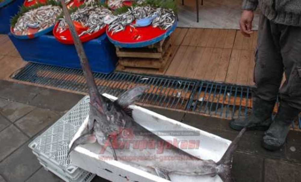 Dev Kılıç Balığı İlgi Görüyor