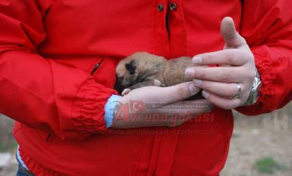 Anne Ve Yavru Köpeği Akut Kurtardı