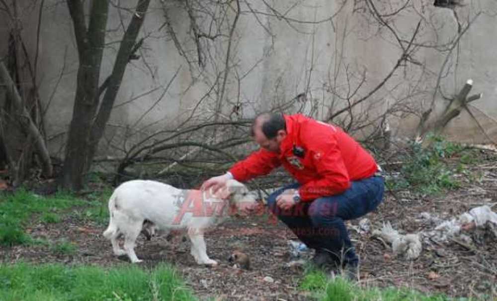 Anne Ve Yavru Köpeği Akut Kurtardı