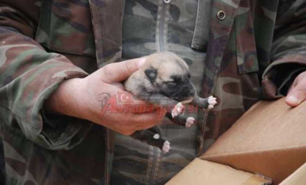 Anne Ve Yavru Köpeği Akut Kurtardı