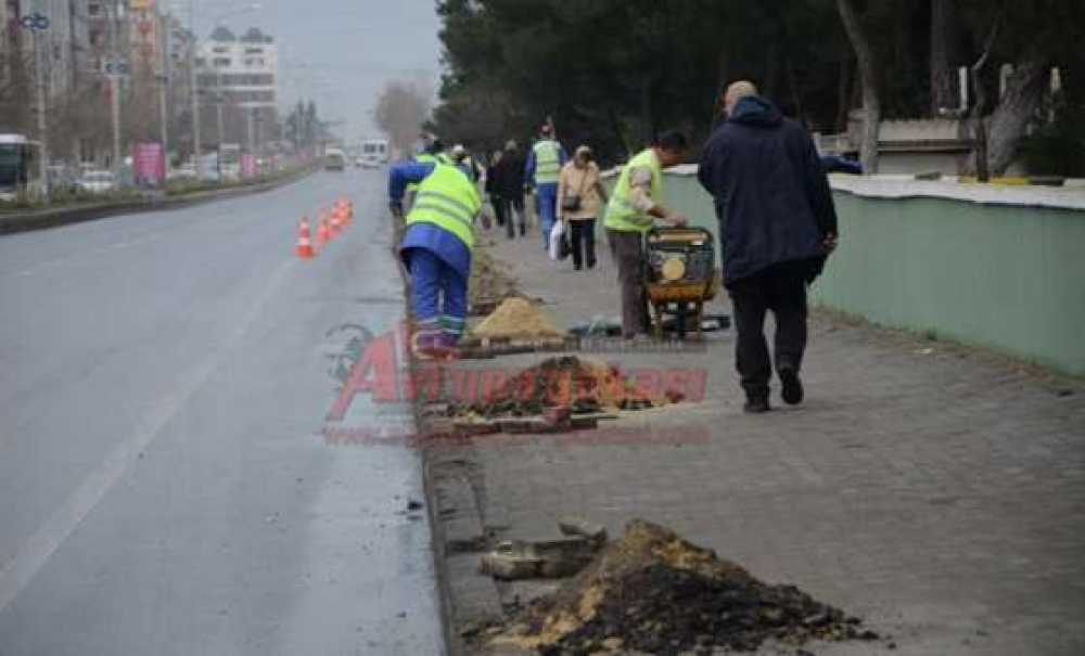 Omurtak Caddesi'ne Ağaç Fidanı