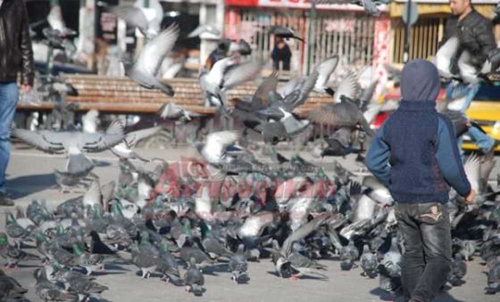 Güvercinler Çocukların İlgi Odağı Oluyor