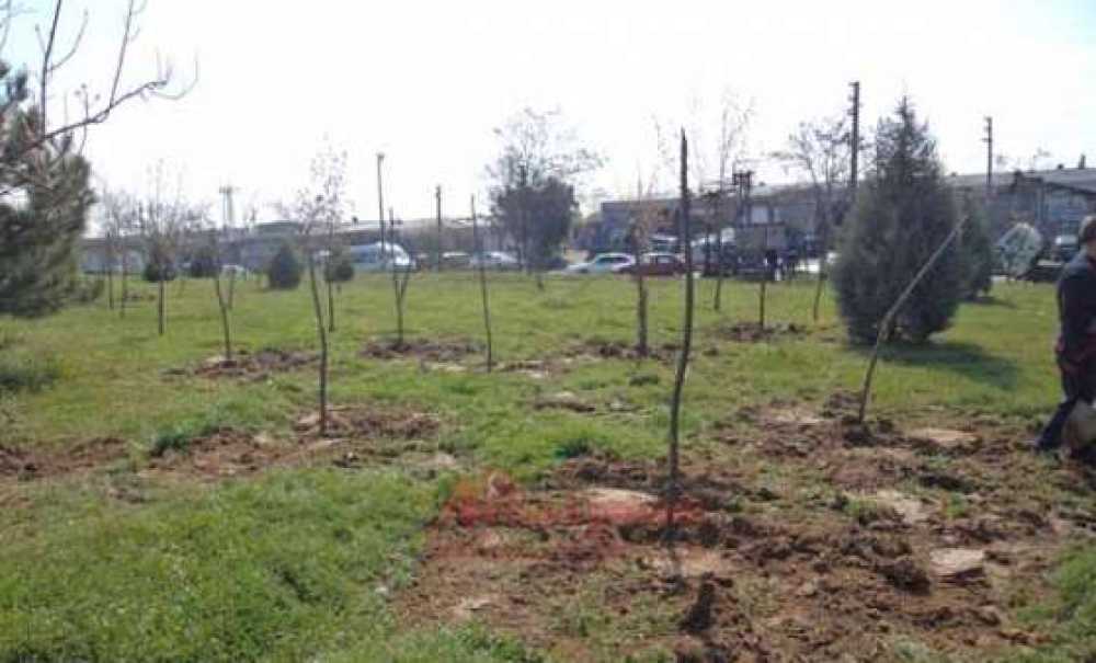 Sanayi Sitesinde Ağaçlandırma Çalışmaları Devam Ediyor