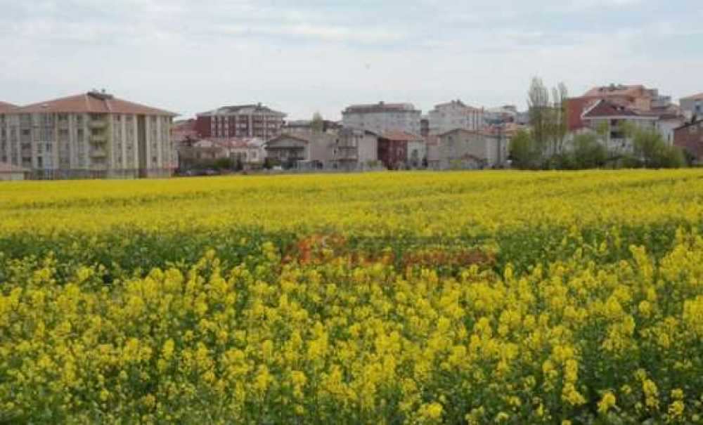 Kanolalar Çiçek Açtı