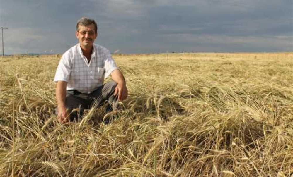 Trakya'da Buğday Tarlaları Yerle Bir Oldu