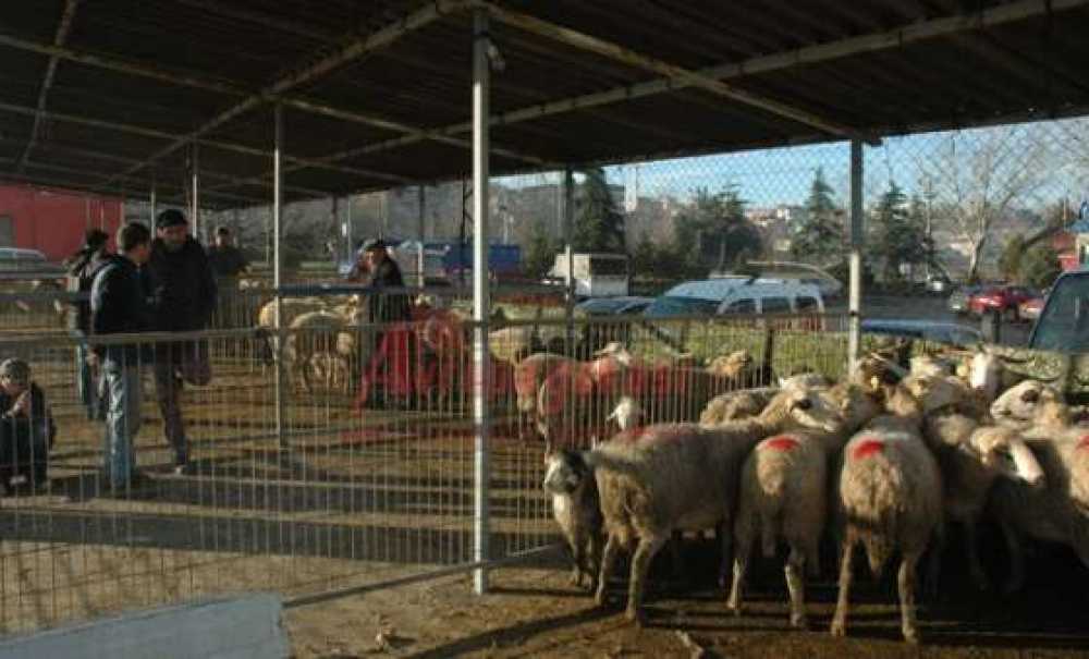 Çorlu Belediyesi Sağlık İşleri Müdürü Nedim Testereci: