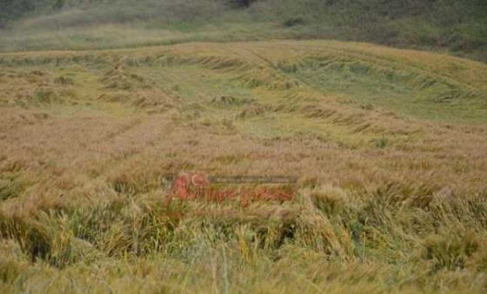 Yağmurlar Buğday Tarlalarını Yatırdı