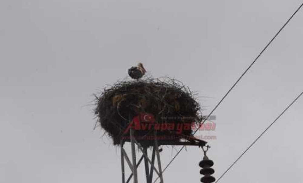 Leylekler Gelmeye Başladı