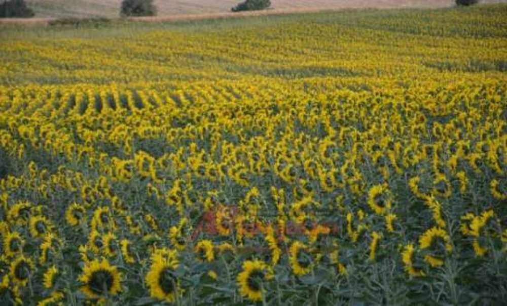 Ayçiçekleri Açtı