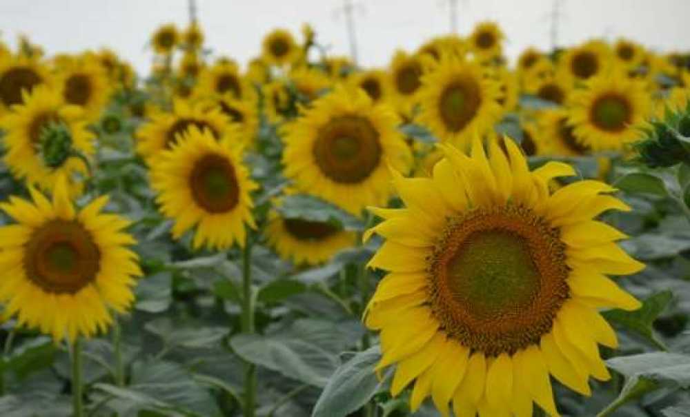 Doğada Renk Cümbüşü
