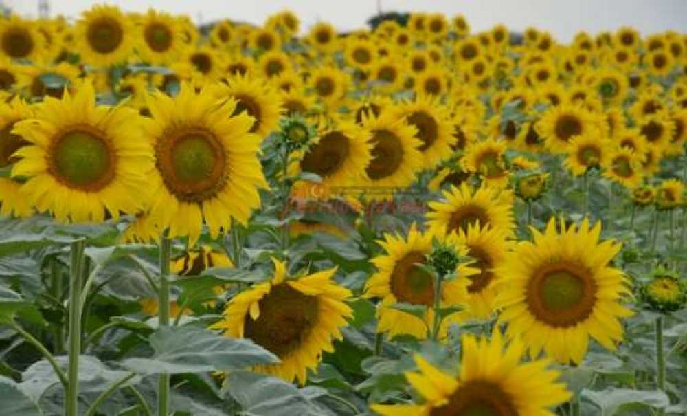 Doğada Renk Cümbüşü